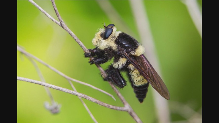 Smithsonian: Science How? Assassin Flies - Predators of the Insect World with Torsten Dikow
