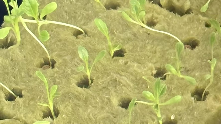 Twin Rivers USD: FC Joyce Hydro Garden