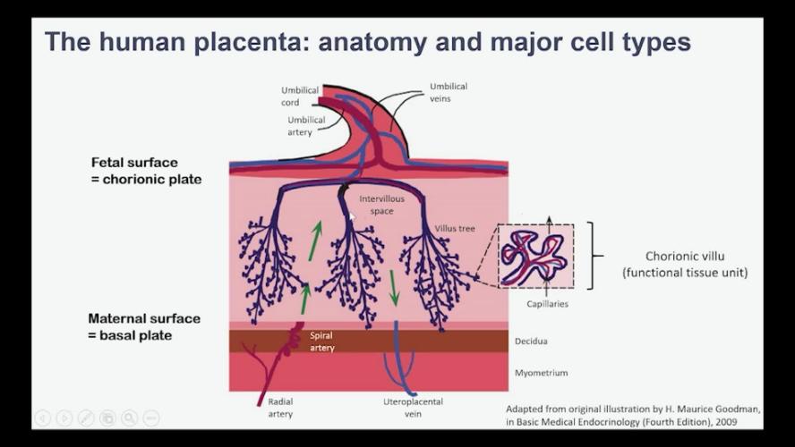 UCTV: Single-Cell and Spatial Multi-Omic Insights into the Human Placenta (HUBMAP)